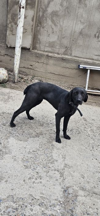 Собака отдам даром