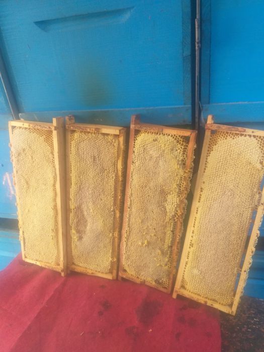 Miere Poliflora BIO 2025