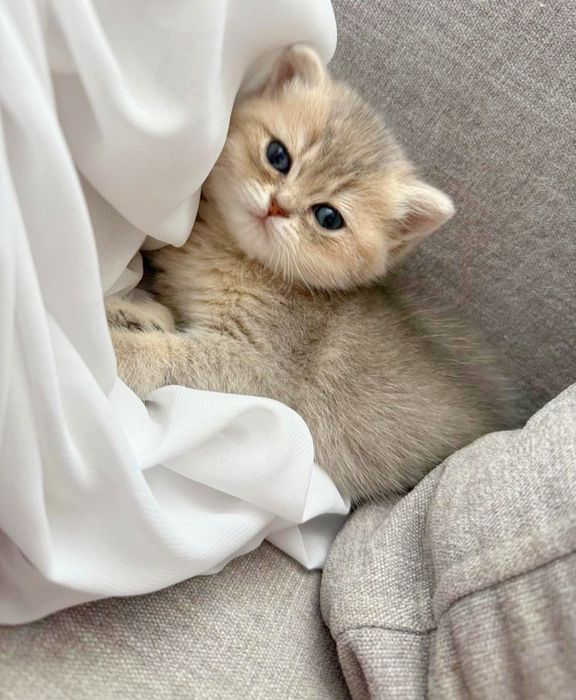 Британская шинШилла котик
