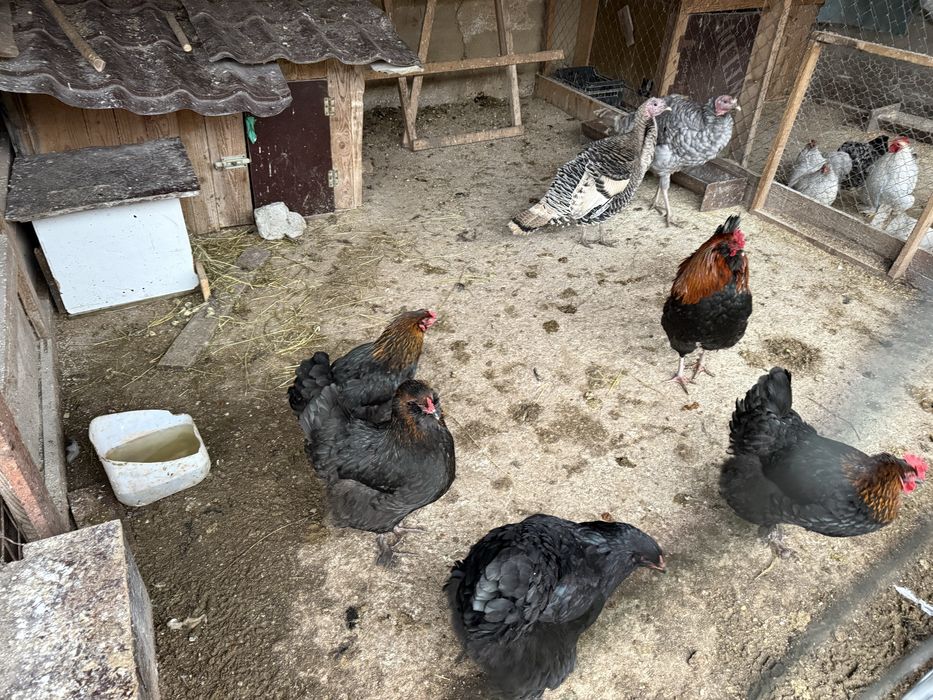 Oua incubat olive egger