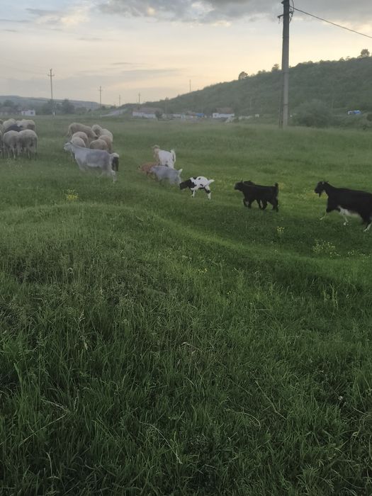 Vând 4 capre și 6 ieduți sau schimb cu diverse