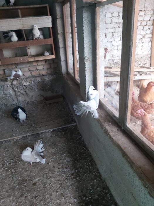 Продаются голуби