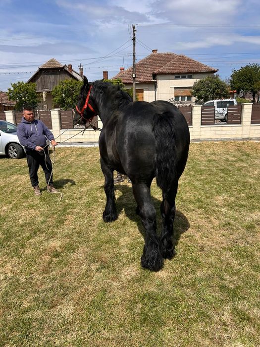 Manz armasar  negru(3 bucati)