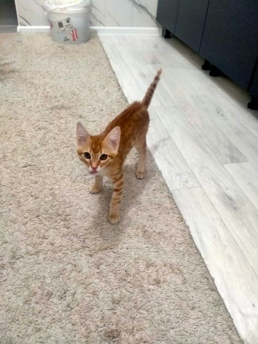 Отдам котенка в добрые руки