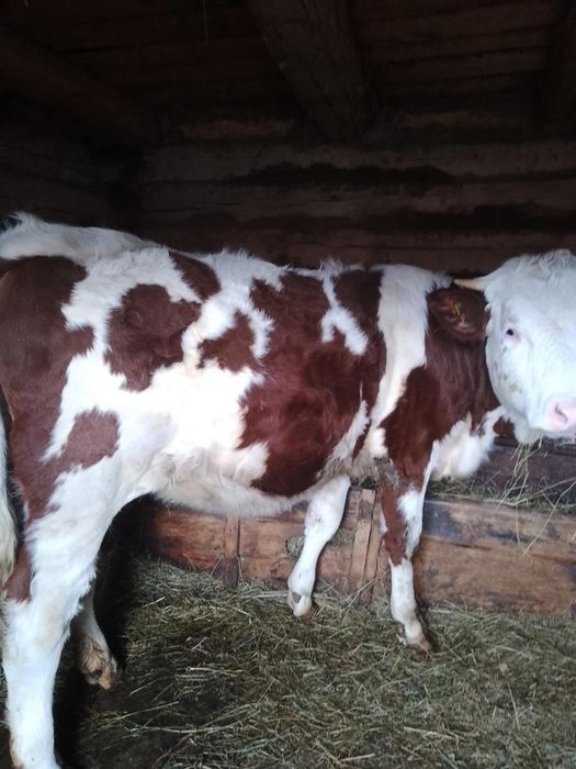 Vacă,junincă și vițel