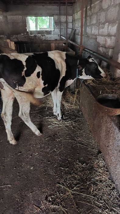Vând  vitică de 7 luni