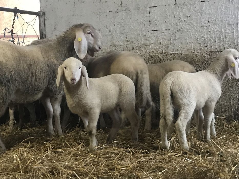 Bergamasca rasa pura