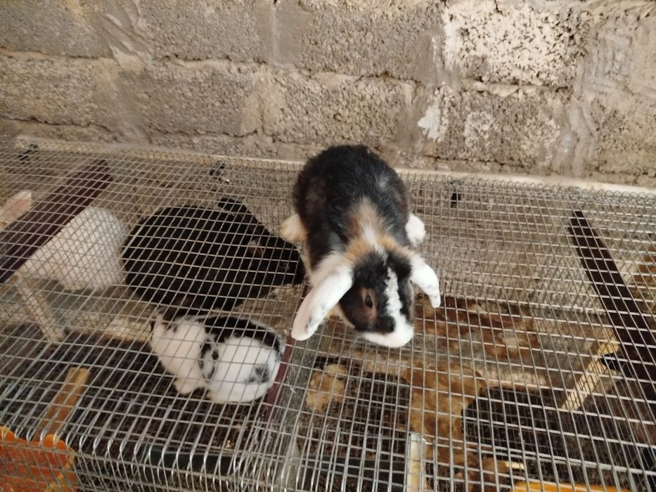 Куйонлар сотилади