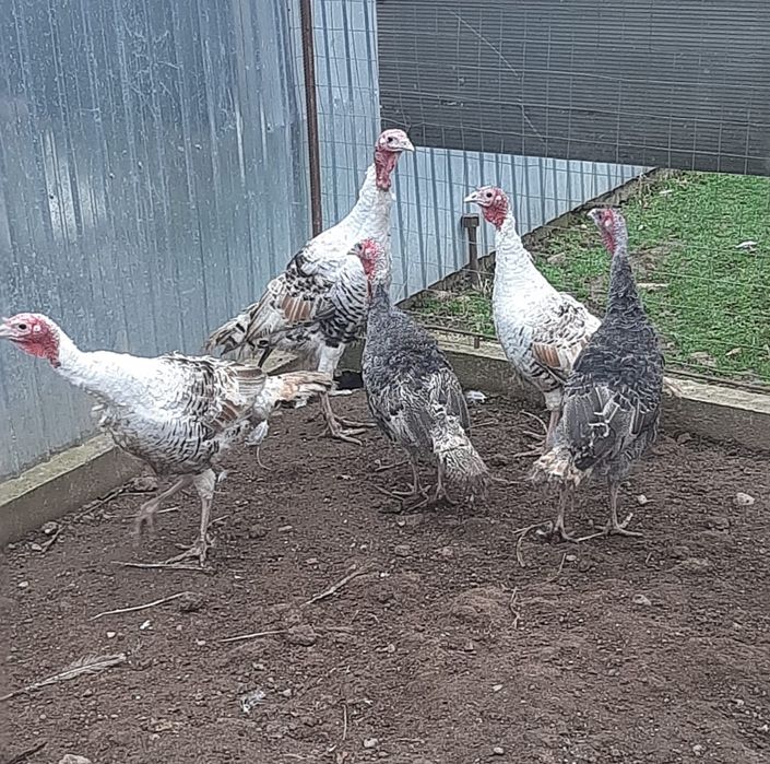 Curci si curcani taranesti