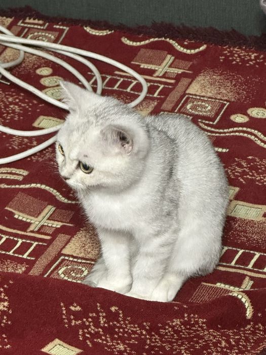 Котенок шиншиллы
