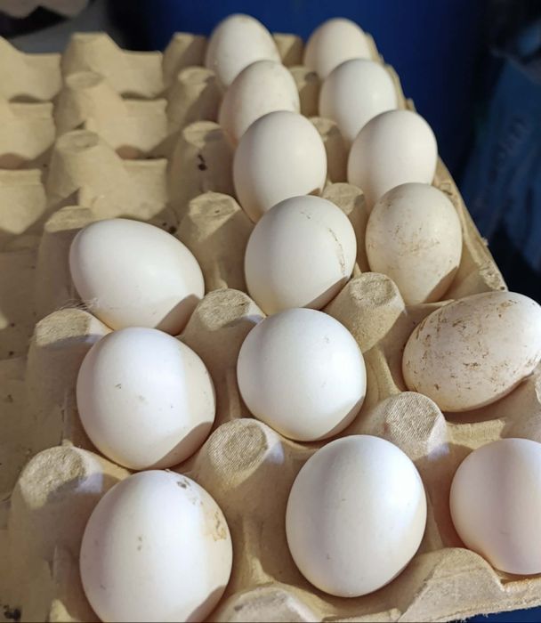 Оплодени яйца от холандска носачка