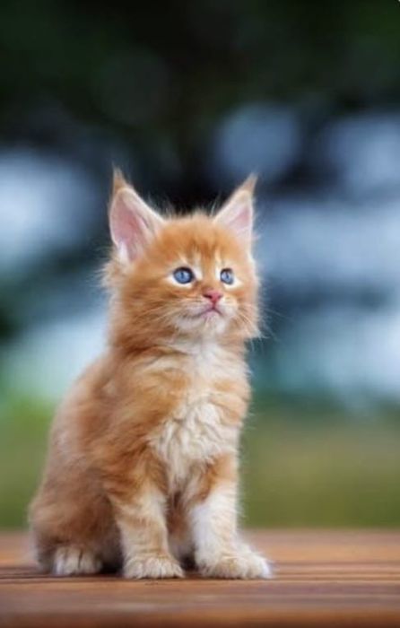 Мейн кун котята.