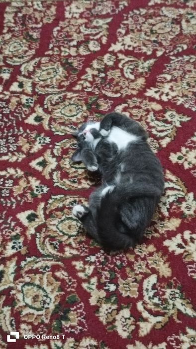 Котёнок мальчик 3 месяцев