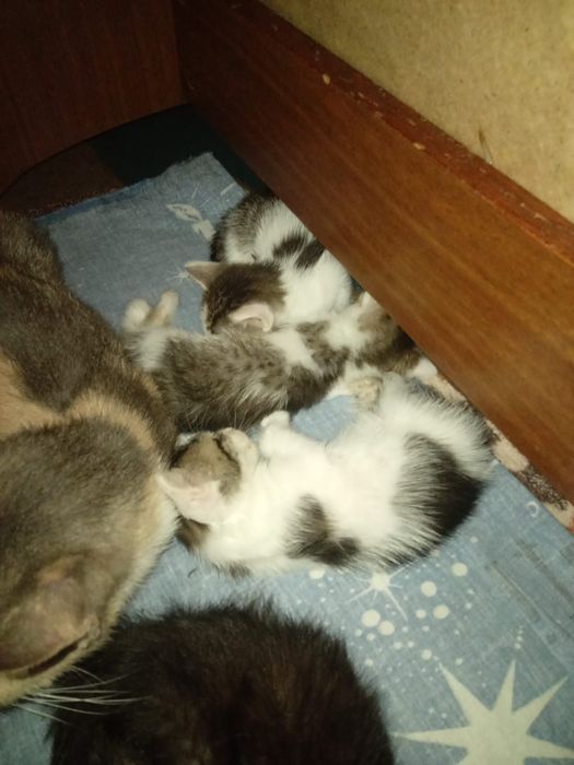 Прелестные котята