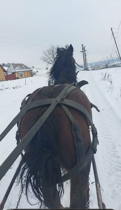 Vând mânz de 4  ani