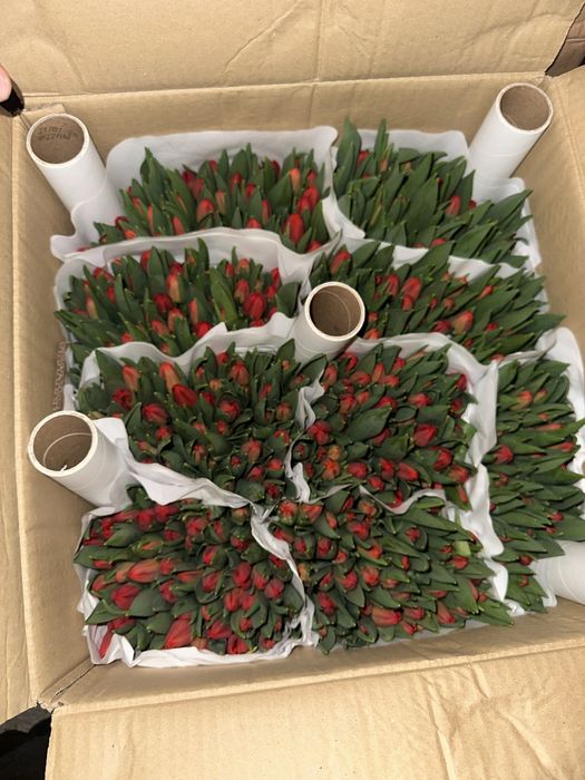 Цветы тюлпаны успейте