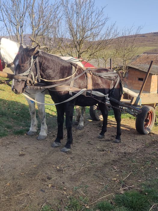 Manz de 2 ani de vânzare