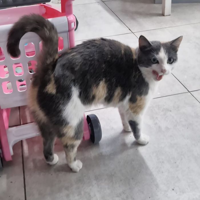 Отдам кошечку бесплатно