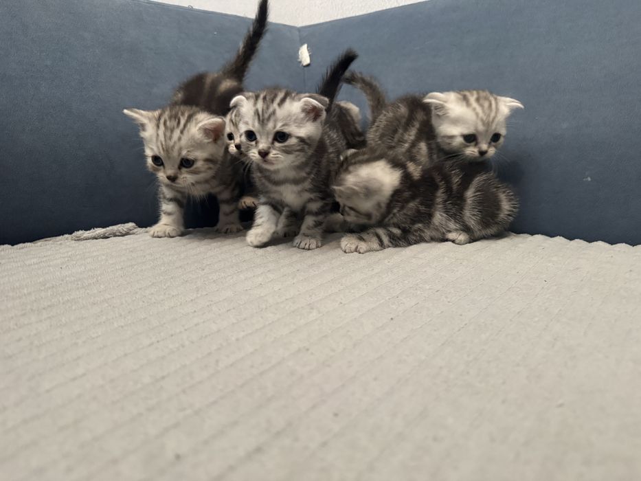 Шотландские котята