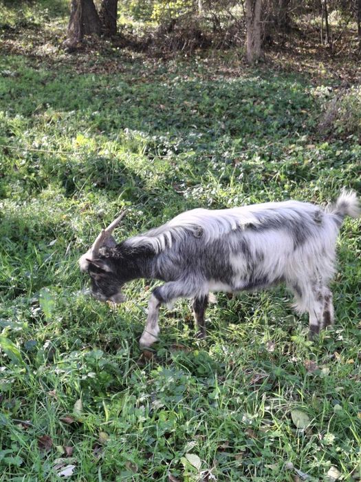 Tap castra cu varsta de 11 luni