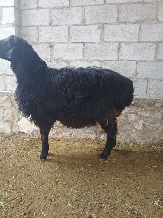 Она куй ва кучкор