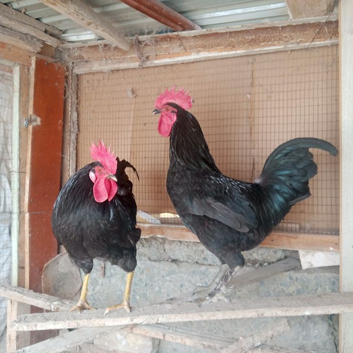 Хурозла сотлади 200000минг