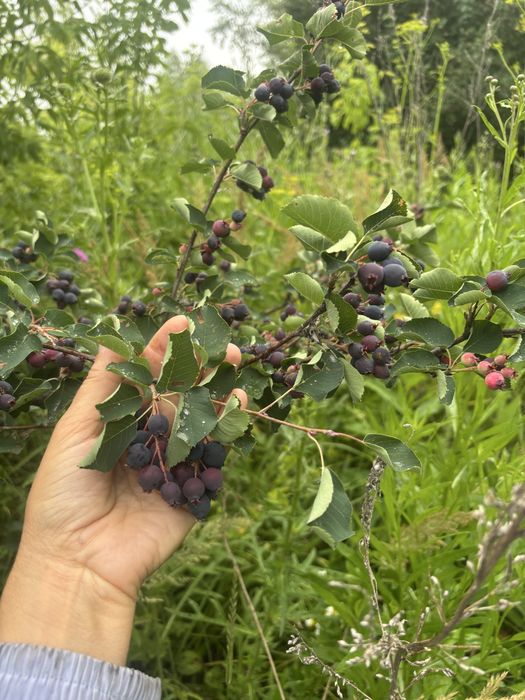 Яблочки, Ирга ягода продажа