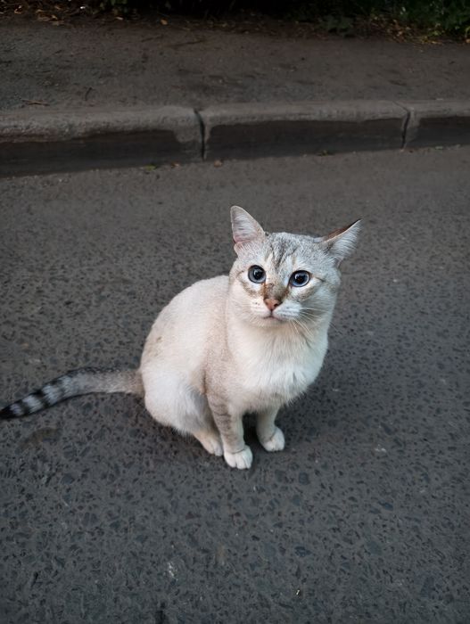 Кот потеряшка !!!