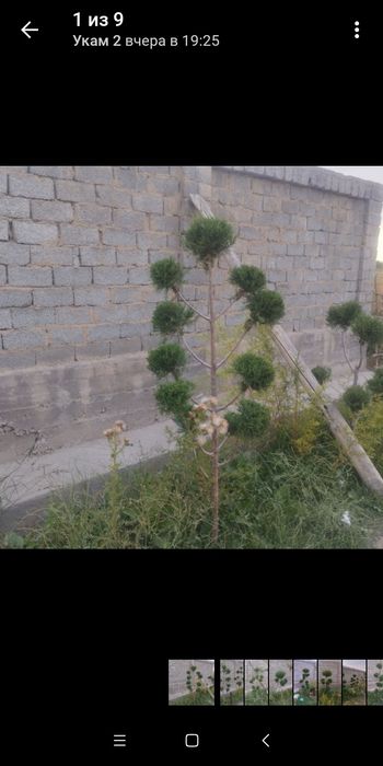 Арча бансай 100 сум  ссссс