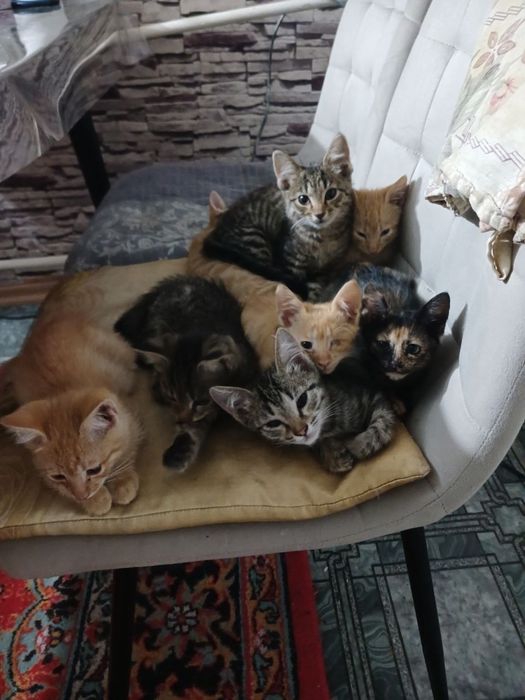 Ищем любящих хозяев для спасённых котят!
