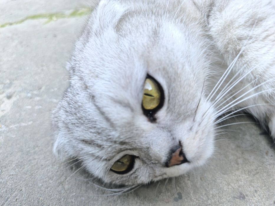 Mushuk scottish fold