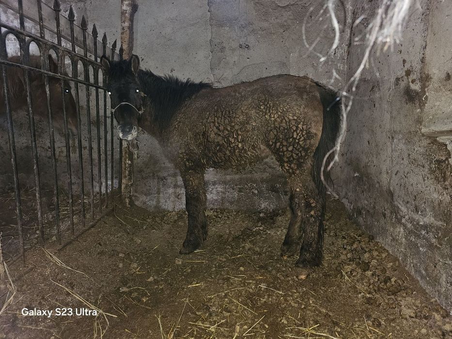 Семыз жылкы сатылады