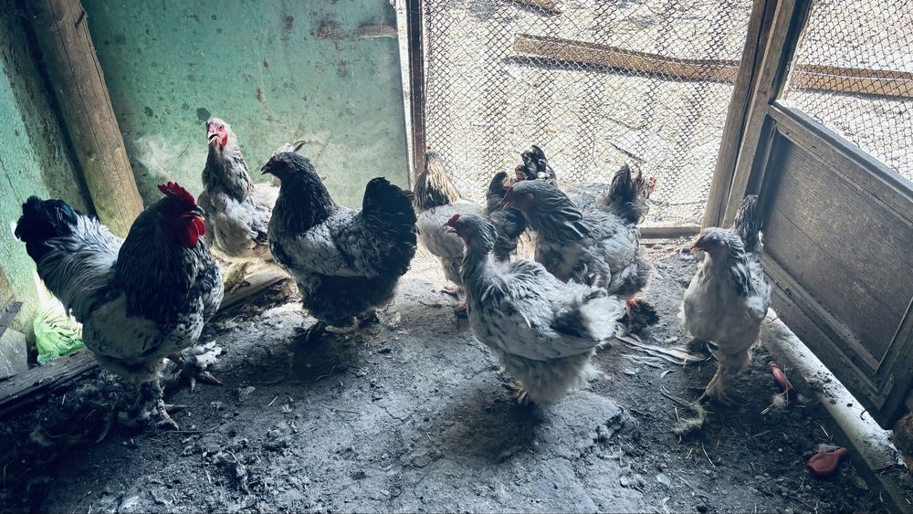 Продам кур с петухаом полубрамы