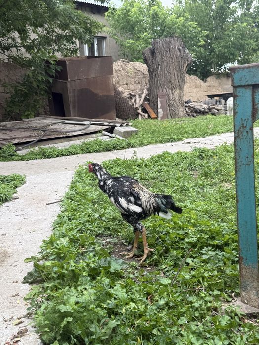Дакан қаны таза зат