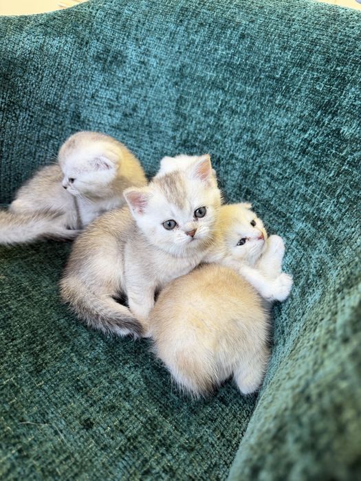 Котята вислоухие шиншиллы