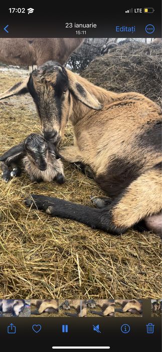 Capra cu ieduta metis anglo nubian