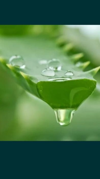 Продаю домашнее Алоэ Вера