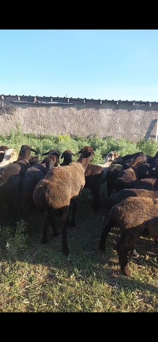 Құрбан айтқа қойлар сатылады