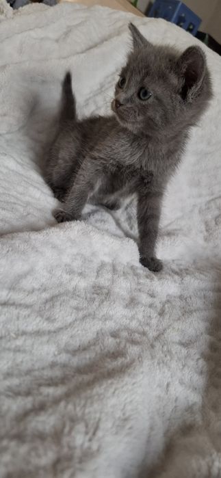 Девочка скоттиш страйт