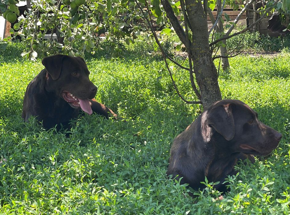 Pereche labrador ciocolatiu
