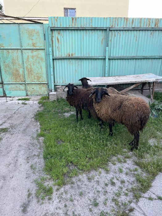 Семіз тұсақ қойлар