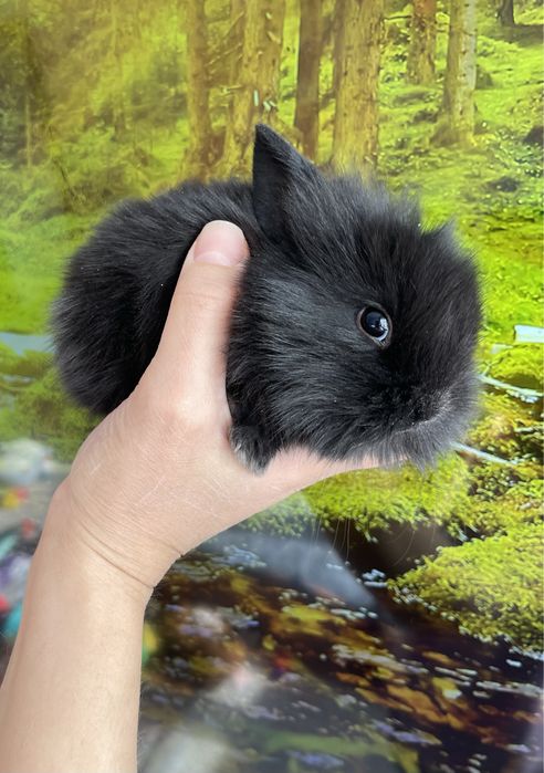 Кролики декоративные ( карликовые )