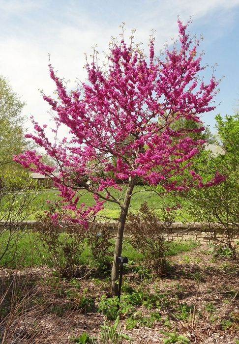 Cercis Oklahoma.