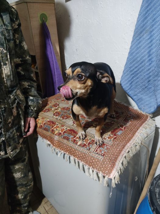 Собака дорторер 4 года