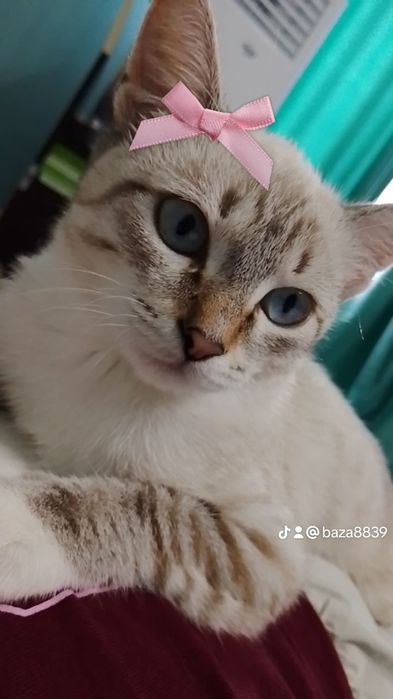 Нежная малышка ищет дом