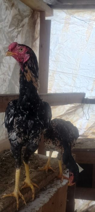 Продаётся дакан бойцовый шөже 6-месяцев