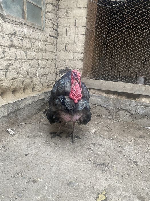 Продам индюка бронза