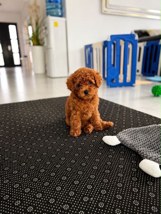 Poodle/Pudel de vanzare TOY