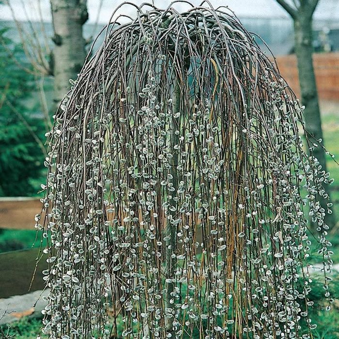 Плачеща върба (Salix caprea 'Kilmarnock')