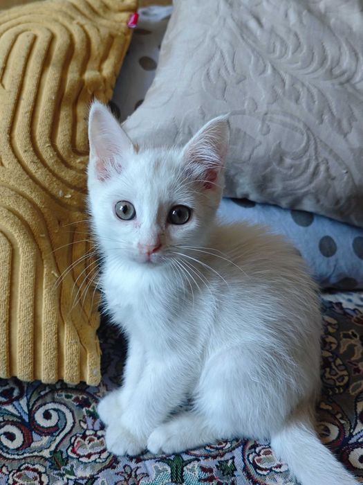 Белого котёнка в добрые руки!